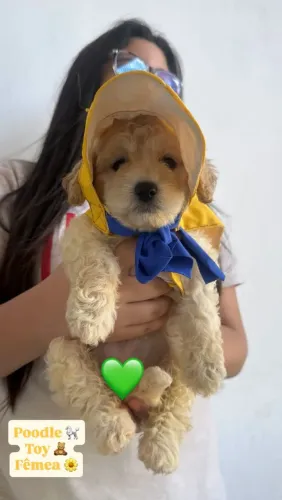 Poodle fêmea toda cacheada