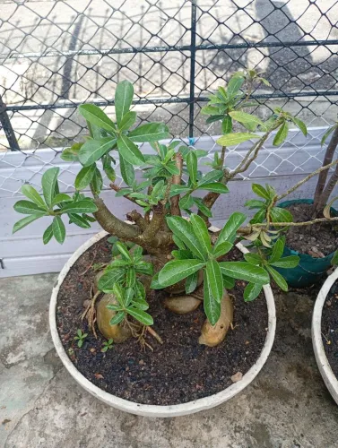 Rosa do Deserto 