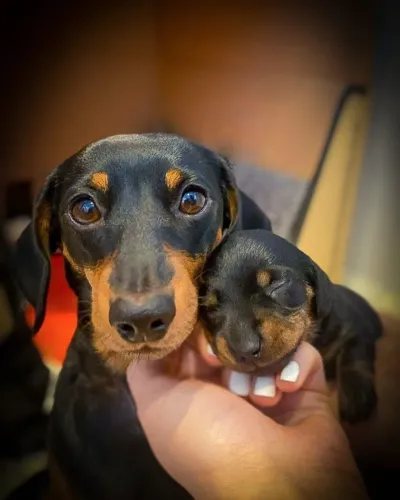 Baby dachshund/teckel/basset/salsicha/cofap linhagem selecionada