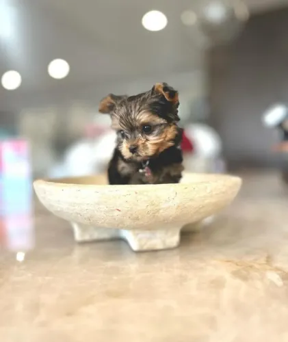 Apaixone-se por este lindo bebê de Yorkshire Terrier!