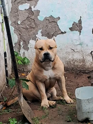 Vende American Bully com Monster 