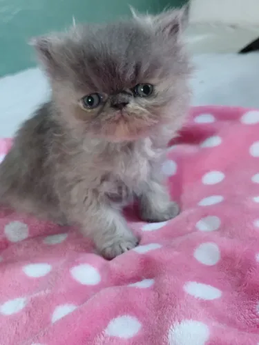 Gato Persa