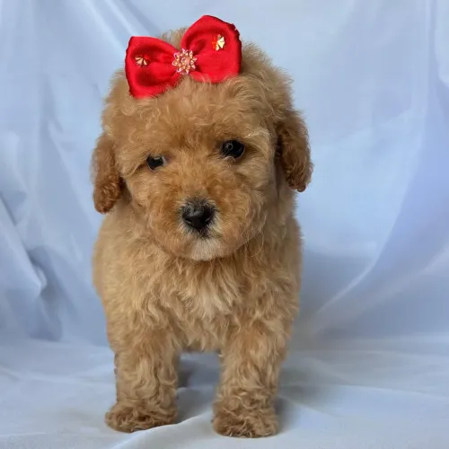 Poodle