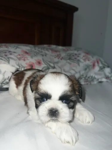 Filhotes de shih tzu