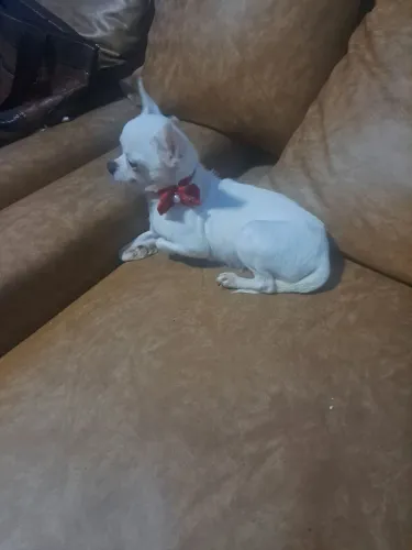 Legitimane muito linda fêmea adulta chuhuahua