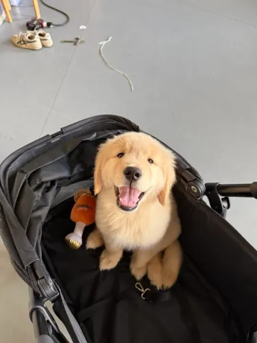 Golden Retriever maravilhosa 