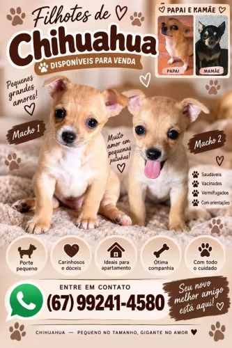 Chihuahua macho