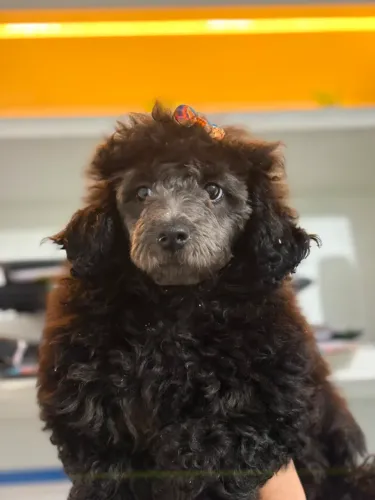 Poodle filhote