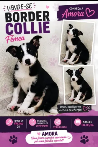 Vende se filhote de border collie 