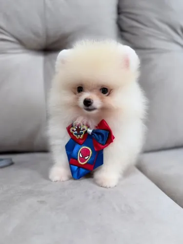 Spitz Alemão anão