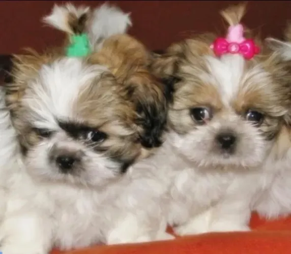 Filhotes de Shih Tzu / Vacinados / Machos e Fêmeas