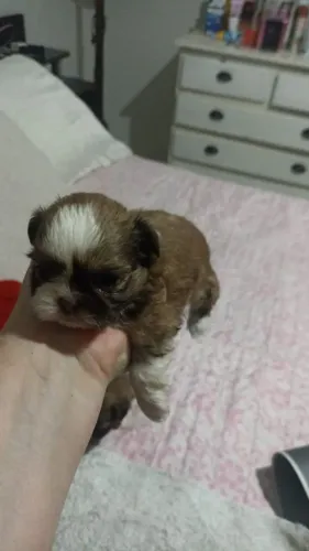 Shitzus para reserva 