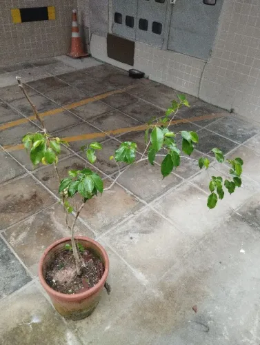 Muda de Ficus Benjamin