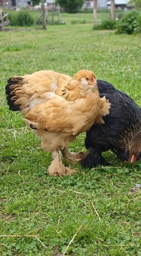 Galinha brahma jovens barbadas