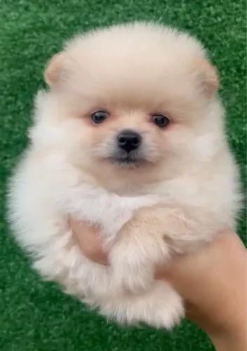 Spitz alemão