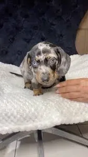 Basset dachshund filhotes