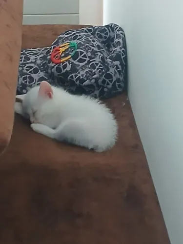Doa-se Gatinho branco