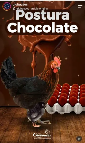 Vendo frangas poedeiras (ovos chocolate)
