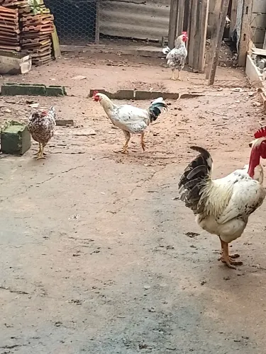Frango musico