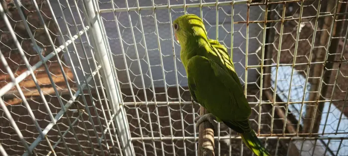 Gaiola