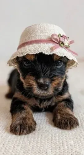 Fêmea terrie Yorkshire Mini