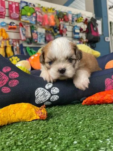 Shih Tzu macho tricolor $1.100,00