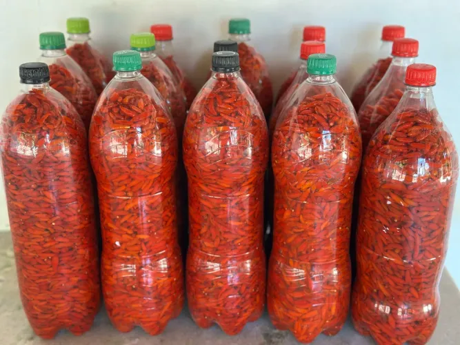 Pimenta Malagueta Comum em Salmoura