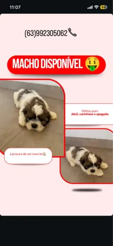 Shihtzu puro -Macho ?