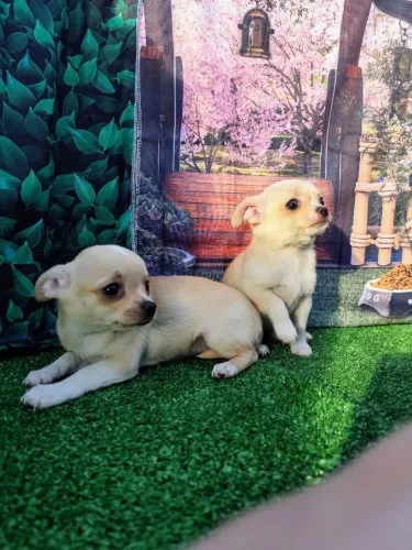 CHIHUAHUA FÊMEA