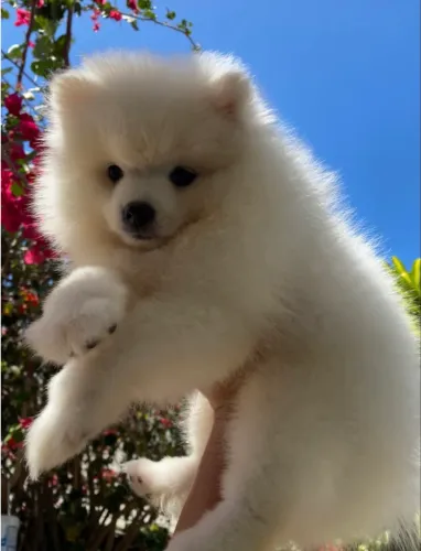 Filhote de Spitz alemão