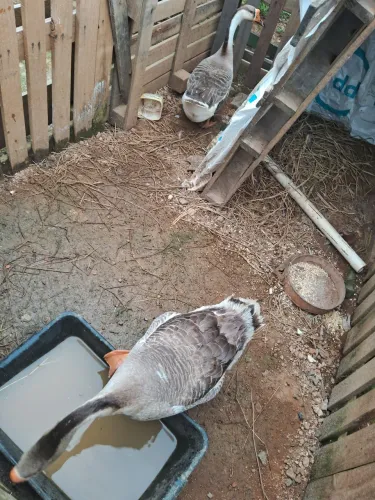 Casal ganso só o casal sem os ovos. Esta no oratório orleans sc.tem taxa de entrega.