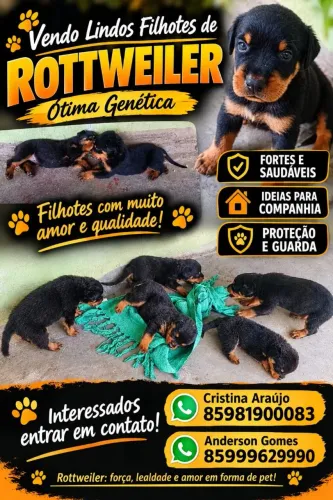 Filhote de Rottweiler