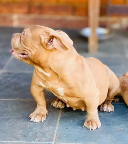 Doação de cães 