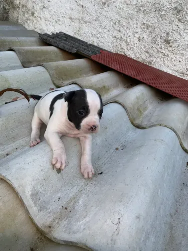 Pit bull