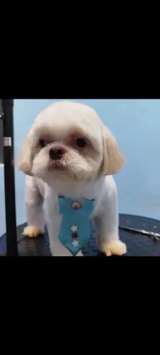 Vendo um casal de Shitzu puro