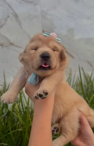 filhotes golden retriever (reserva)