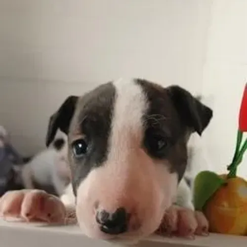 Bull Terrier,Bull Terrier Filhote Linda Linhagem Disponível