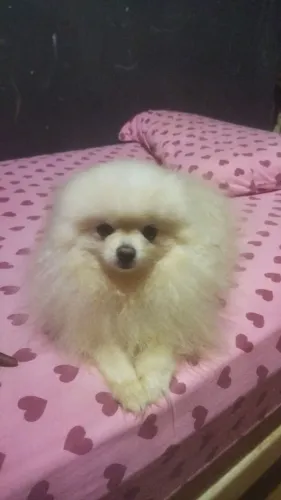 Vende se cachorro de raca
