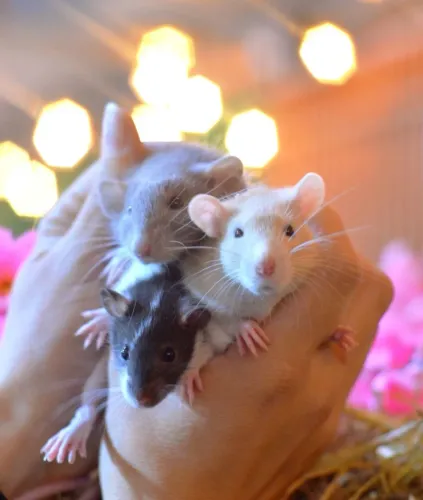 Twister rato filhotes machos e fêmeas filhotes hamster porquinho coelho com veterinário