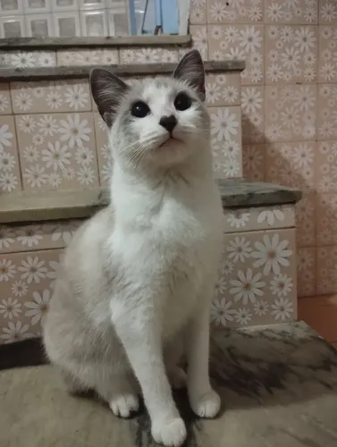 Gata para doação em Barbacena