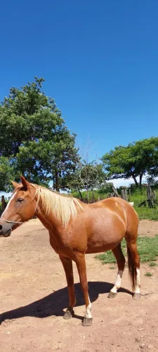 Egua meio sangue Quarto de milha 