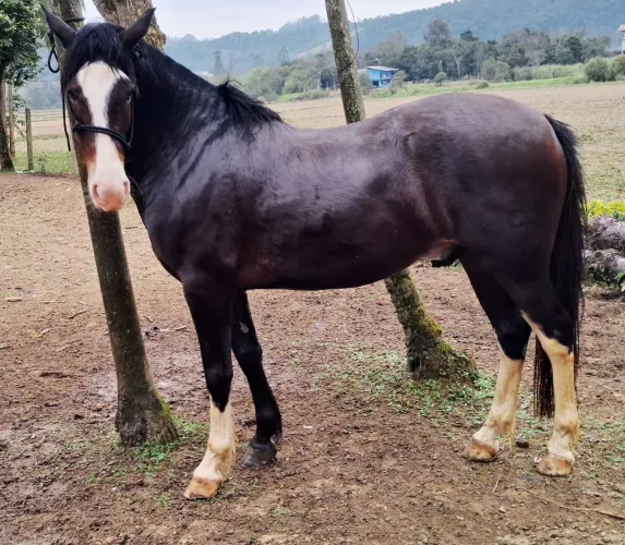 Cavalo Crioulo Puro