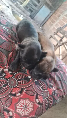 VENDO FILHOTES DE PUDOU TOY