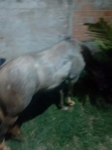 Vendo égua mança com 3 anos de idade já domada 