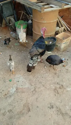 Troco 1 peru macho por uma femea 