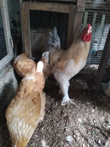 Galinhas Brahama  ( Ovos)