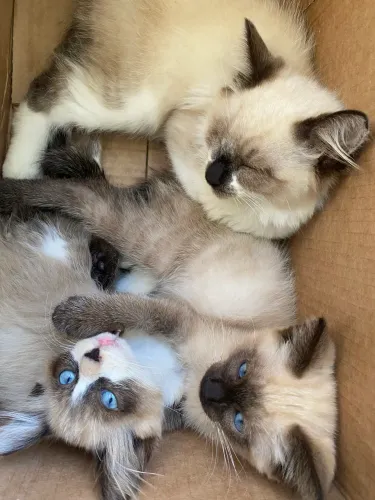 Gatos siamês 