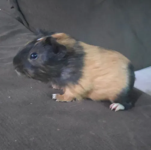 Porquinho da índia 