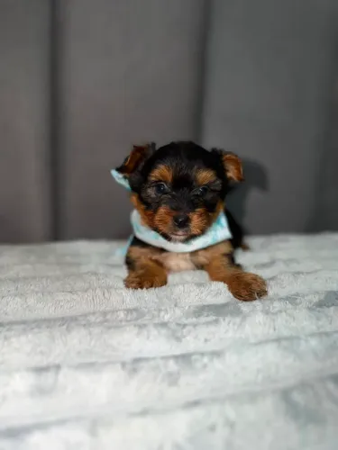 Yorkshire machinho