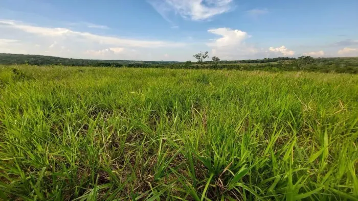 Área rural à venda - 365 hectares